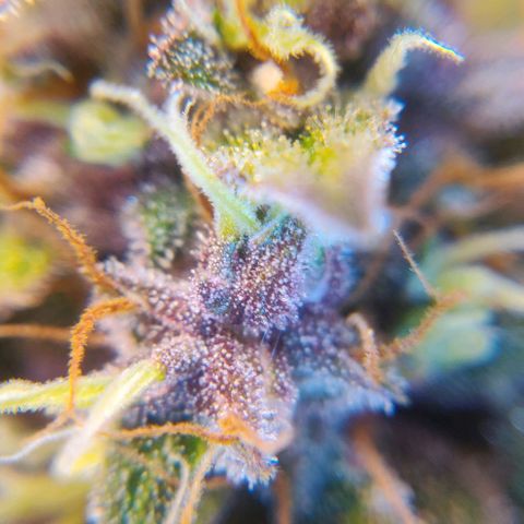 Babushka Black Auto #1 growlog timeline photo