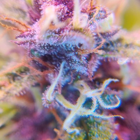 Babushka Black Auto #1 growlog timeline photo