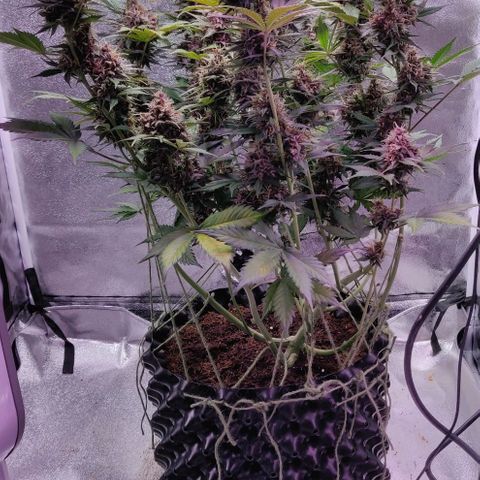 Babushka Black Auto #1 growlog timeline photo