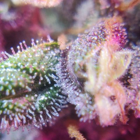 Babushka Black Auto #1 growlog timeline photo