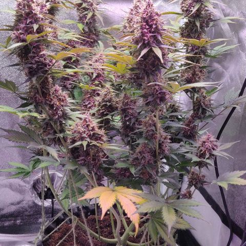 Babushka Black Auto #1 growlog timeline photo