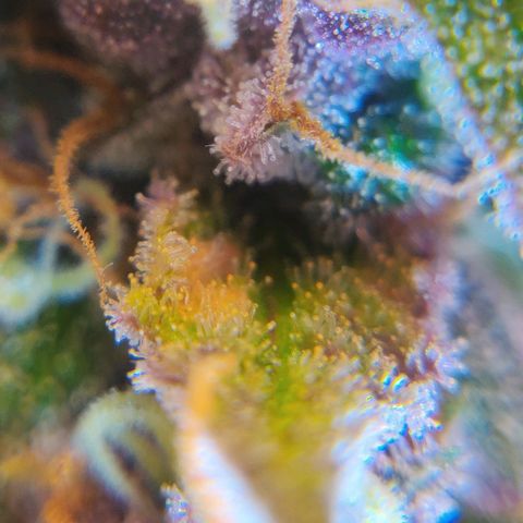 Babushka Black Auto #1 growlog timeline photo
