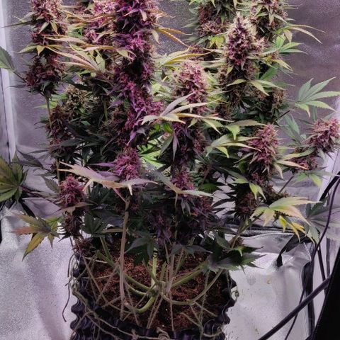 Babushka Black Auto #1 growlog timeline photo