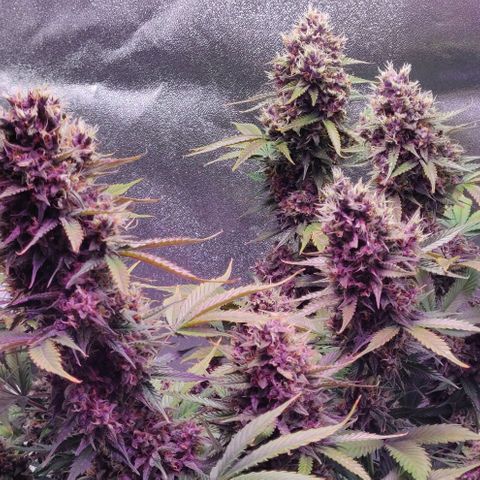 Babushka Black Auto #1 growlog timeline photo