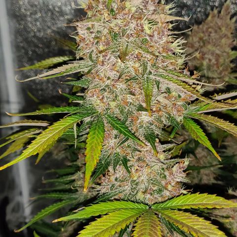 Babushka Black Auto #1 growlog timeline photo