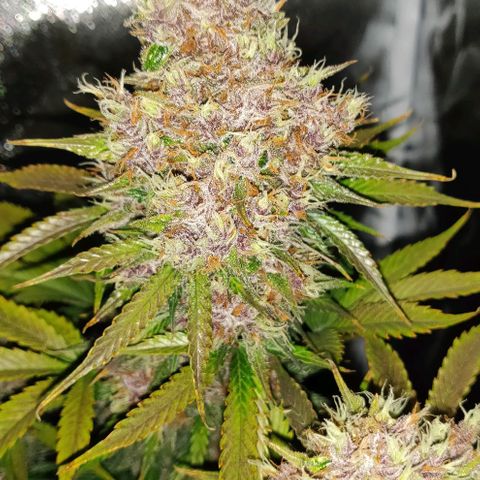 Babushka Black Auto #1 growlog timeline photo