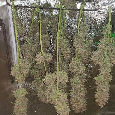 Babushka Black Auto #1 growlog timeline photo