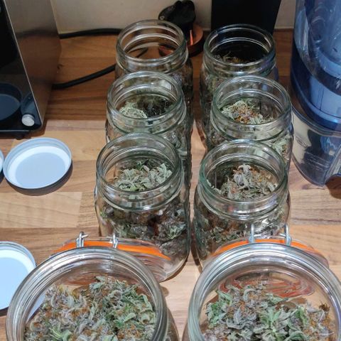 Babushka Black Auto #1 growlog timeline photo