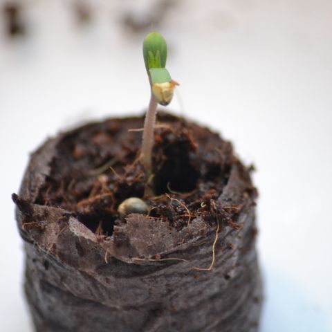 44 Northern Light Auto growlog timeline photo