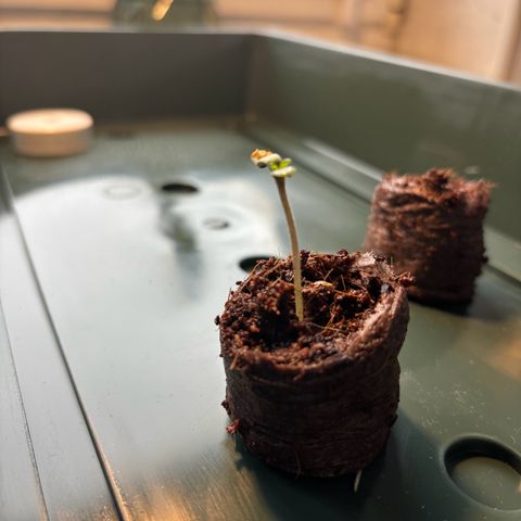 44 Northern Light Auto growlog timeline photo
