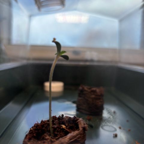 44 Northern Light Auto growlog timeline photo