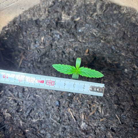 44 Northern Light Auto growlog timeline photo