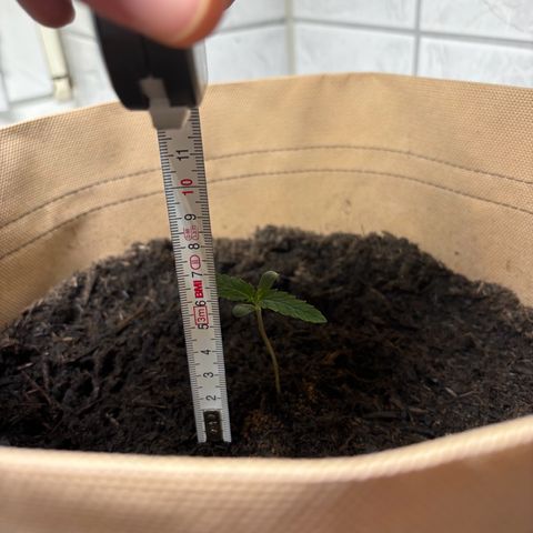 44 Northern Light Auto growlog timeline photo