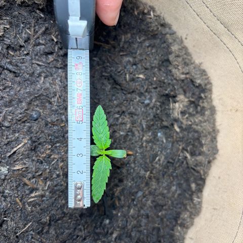 44 Northern Light Auto growlog timeline photo