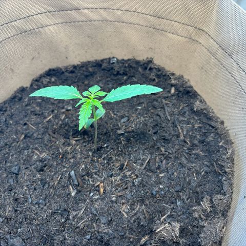 44 Northern Light Auto growlog timeline photo