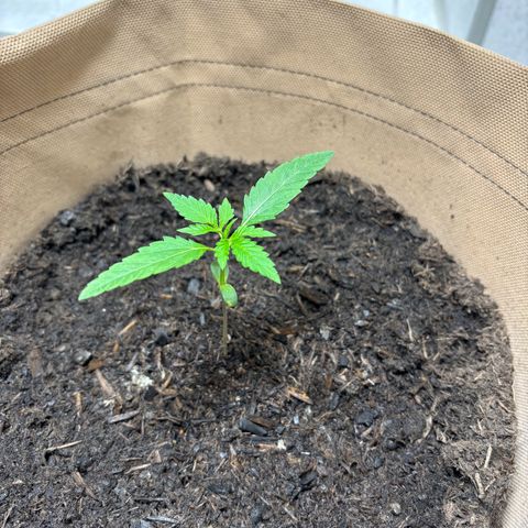 44 Northern Light Auto growlog timeline photo