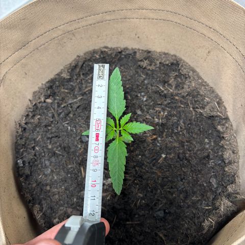 44 Northern Light Auto growlog timeline photo