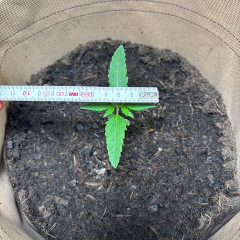 44 Northern Light Auto growlog timeline photo