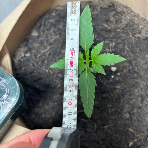 44 Northern Light Auto growlog timeline photo
