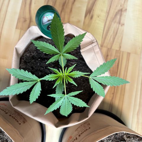 44 Northern Light Auto growlog timeline photo