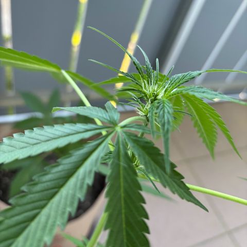 44 Northern Light Auto growlog timeline photo