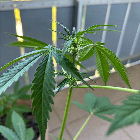 44 Northern Light Auto growlog timeline photo