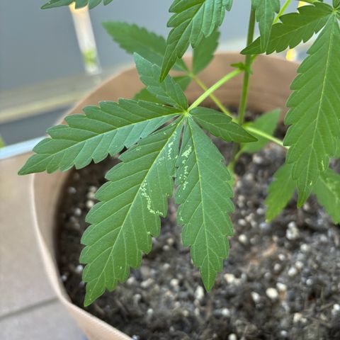 44 Northern Light Auto growlog timeline photo