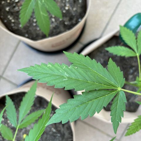 44 Northern Light Auto growlog timeline photo