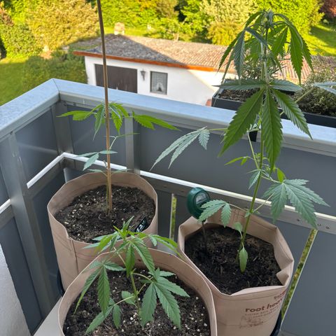 44 Northern Light Auto growlog timeline photo