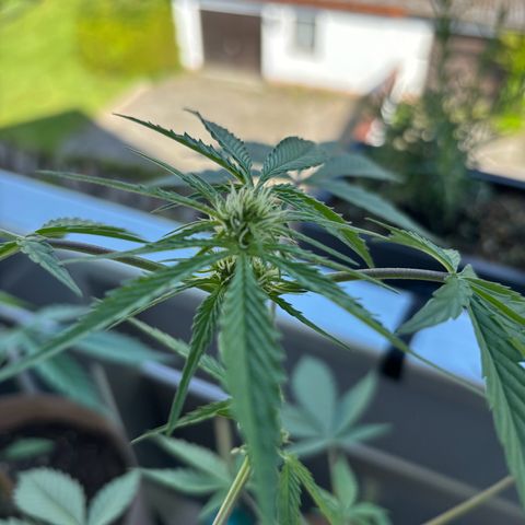 44 Northern Light Auto growlog timeline photo