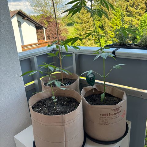44 Northern Light Auto growlog timeline photo