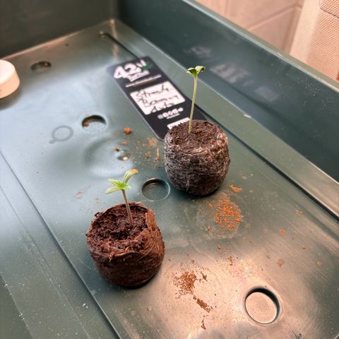 44 Strawberry banana Auto growlog timeline photo