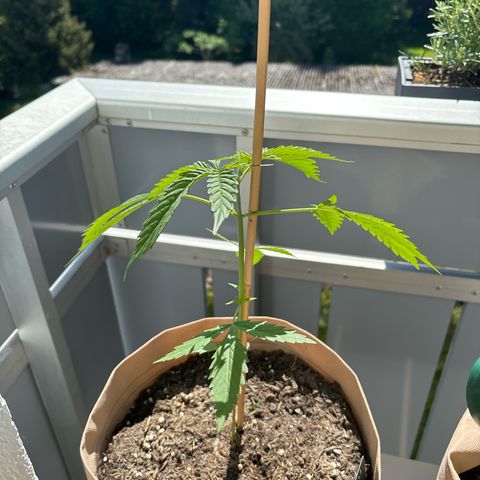 44 Strawberry banana Auto growlog timeline photo