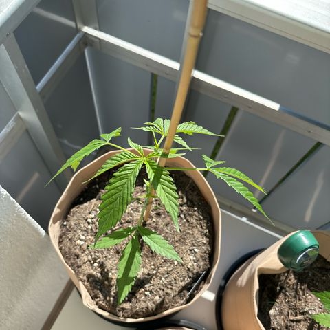 44 Strawberry banana Auto growlog timeline photo