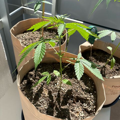 44 Haze Berry Auto growlog timeline photo