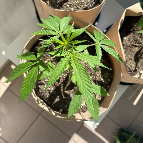 44 Haze Berry Auto growlog timeline photo