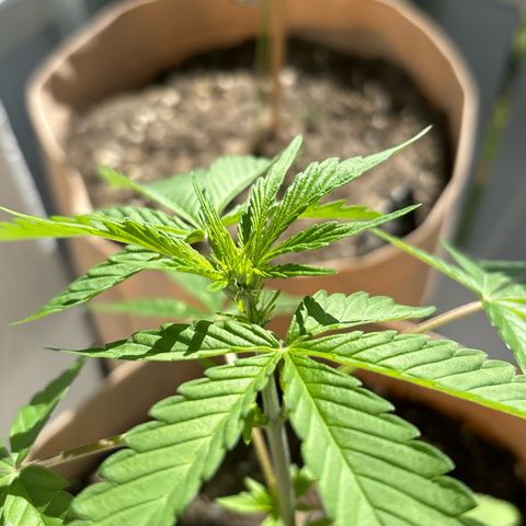 44 Haze Berry Auto growlog timeline photo