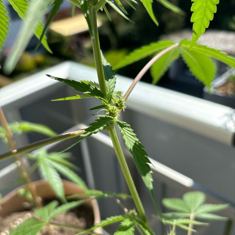 44 Northern Light Auto growlog timeline photo