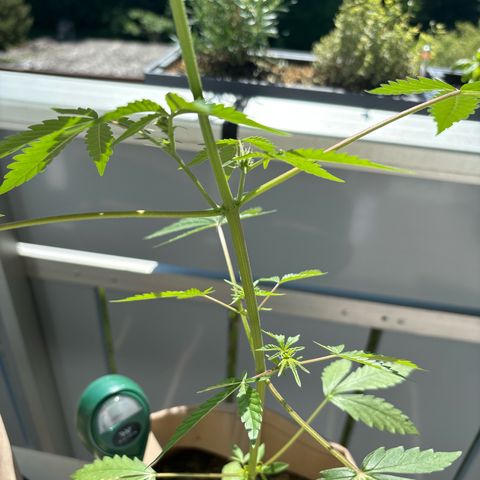 44 Northern Light Auto growlog timeline photo