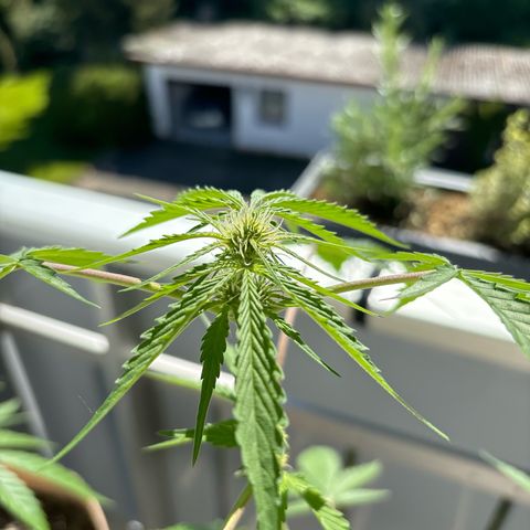 44 Northern Light Auto growlog timeline photo
