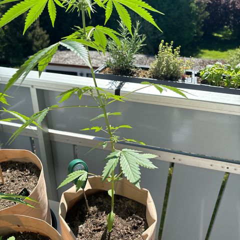 44 Northern Light Auto growlog timeline photo
