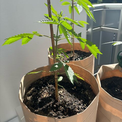 44 Haze Berry Auto growlog timeline photo