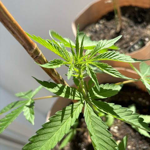 44 Haze Berry Auto growlog timeline photo