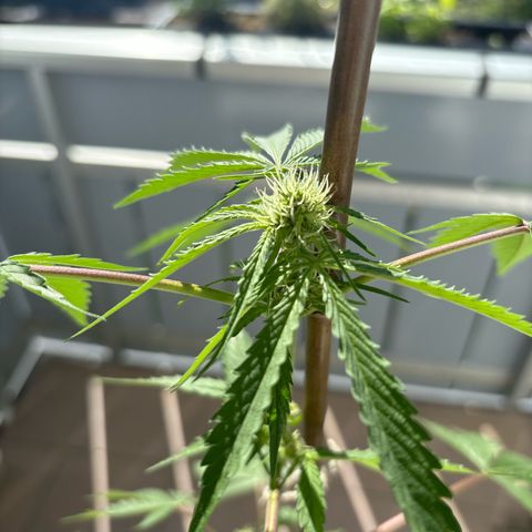 44 Northern Light Auto growlog timeline photo