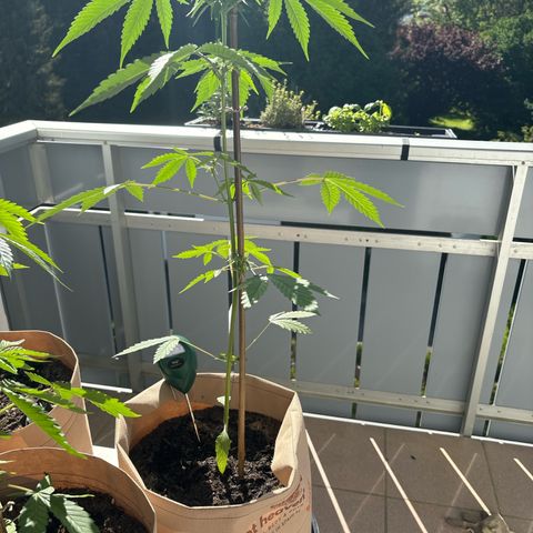 44 Northern Light Auto growlog timeline photo