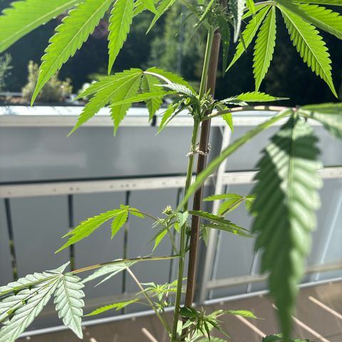 44 Northern Light Auto growlog timeline photo