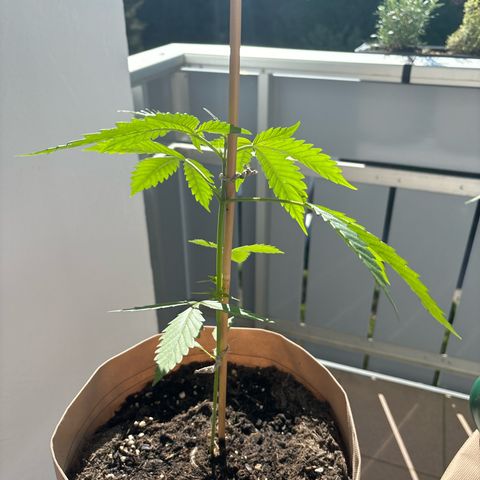 44 Strawberry banana Auto growlog timeline photo