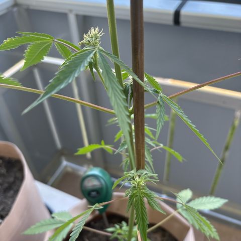 44 Northern Light Auto growlog timeline photo
