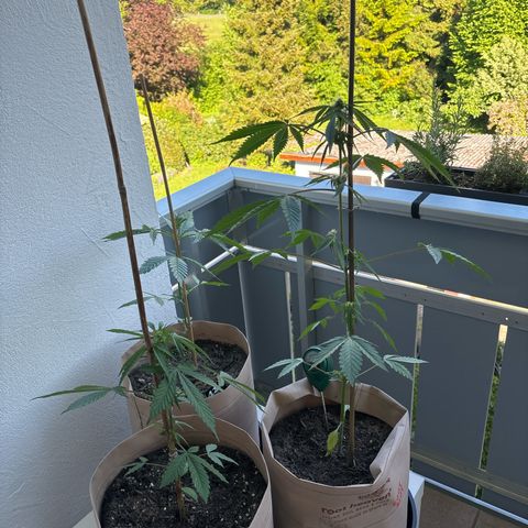 44 Northern Light Auto growlog timeline photo