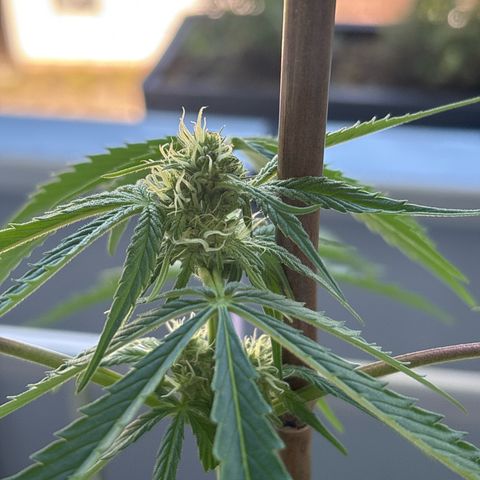 44 Northern Light Auto growlog timeline photo